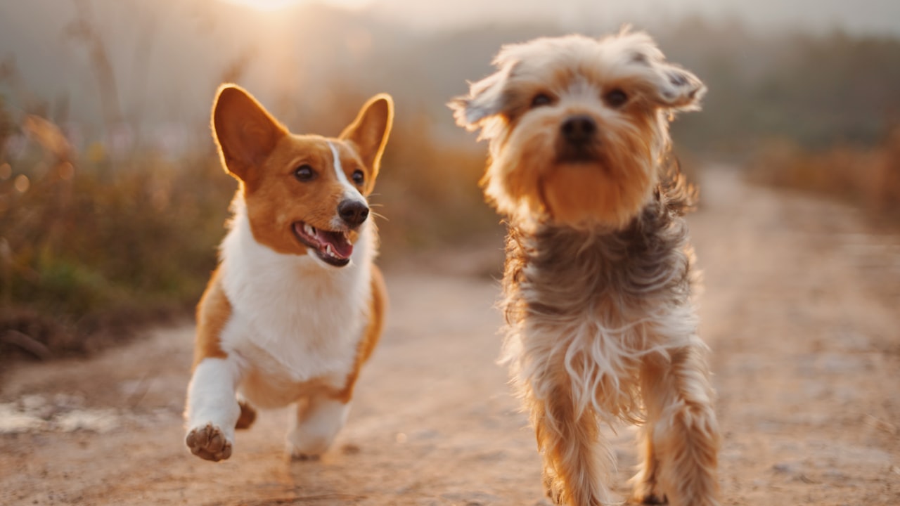 Veterinary Industry